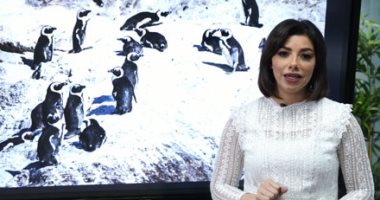 مذبحة بطاريق نادرة فى جنوب أفريقيا.. والقاتل مفاجأة (فيديو)