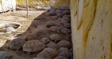 تفاصيل ضبط 55 ببغاء و16 قردا و23 سلحفاة مهددة بالانقراض بمزرعتين بالجيزة..صور