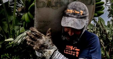 البركان يهدد محصول الموز في لابالما.. يمثل 50% من الناتج المحلى ويعمل به 30%