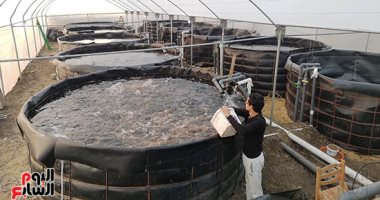 بث مباشر.. حكاية أول مزرعة سمكية بالنظام المغلق تعيد تدوير المياه بكفر الشيخ