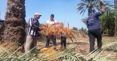 يوم فى حياة طالع النخيل يجنى ثمار البلح فى موسم الحصاد بالمنيا.. فيديو وصور