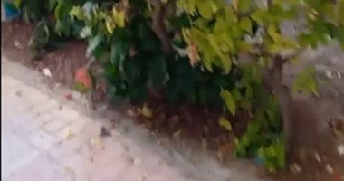 البناء على الأرض الزراعية بسموحة سبب ظهور مستعمرات النمل الأبيض.. فيديو