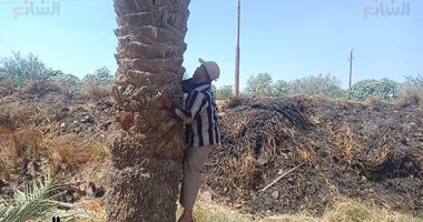 اليوم السابع يقضى يوما مع طالع النخيل بالمنيا.. عم حسين: 15 سنة فى قطف البلح