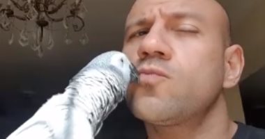 بعد وفاة عصفوره "خورشيد".. أحمد مكى يلعب مع ببغاء ويقبله.. صور