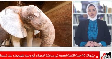 شاهد تحنيط الفيلة نعيمة.. وأول لقطات للمومياء بحديقة الحيوان