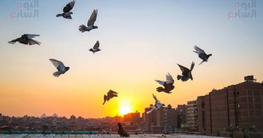 راية وصفارة وشقلباظ فى الهوا.. غية الحمام هواية توارثتها الأجيال من الأجداد