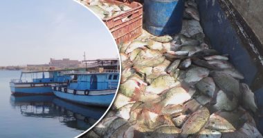 ثروة مصرية فى بحيرة ناصر.. أهم مصادر الأسماك ويعيش من خيرها 25 ألف صياد.. البلطى أشهر الأنواع والفيليه طلب الأفواج السياحية.. محافظ أسوان: نستهدف الوصول بالإنتاج لـ30 ألف طن.. ولا تهاون مع الصيد الجائر.. صور