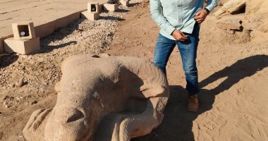 اكتشاف رؤوس كباش جديدة أثناء أعمال حفائر بالأقصر.. فيديو وصور