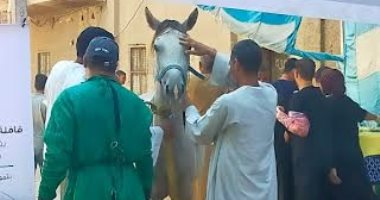حياة كريمة بقنا.. مناظرة 510 رؤوس ماشية فى قافلة بيطرية مجانية بقرية المراشدة