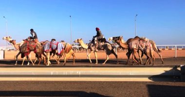 الهجن تشارك فى الاحتفال بالذكرى 48 لانتصارات أكتوبر.. انطلاق سباق الهجن الأول على أرض االفيروز بمشاركة 1500جمل.. القوافل تصل من كل المحافظات لمدينة السلام.. و30 قبيلة يمثلون المشاركين فى السباق 