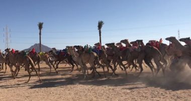 انطلاق أول سباق للإبل المنتجة للحليب بمدينة العلمين اليوم