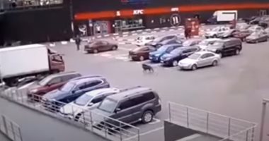 عاوز يعمل شوبينج.. خنزير برى يحاول اقتحام متجر فى سانت بطرسبرج.. فيديو وصور