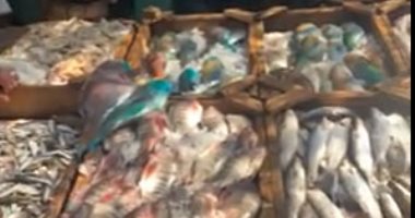 "سمك يا سمك".. جولة داخل حلقة أسماك بالغردقة.. والتجار: انخفاض كبير بالأسعار