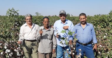 5 آلاف جنيه للقنطار.. محصول القطن فى ديرب نجم يسجل أعلى إنتاجية