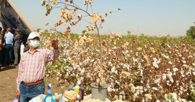 قطن بلدنا فتّح.. مباشر من جولة رئيس البحوث فى الأصناف عالية الإنتاج بكفر الشيخ
