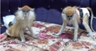 برنامج "فتحى شو" داخل أغرب شقة في مصر.. فيها 30 قرد ونسناس