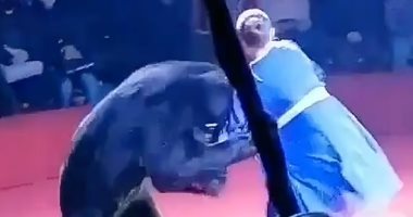 دب روسى يهجم على مدربته الحامل أثناء العرض.. لن تصدق السبب "فيديو"