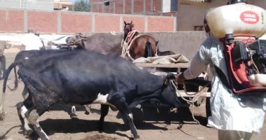 تحصين 981 رأس ماشية وفحص 2350 طائرا بقافلة بيطرية فى قرية الهياتم مركز  المحلة