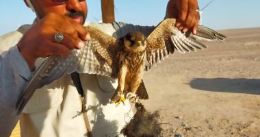 البيئة تبدأ حملة لمحاربة الصيد غير المشروع للطيور المهاجرة بالبحر الأحمر
