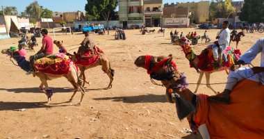 بالأحصنة والجمال.. أهالى الأقصر يحتفلون بدورة "صباحية المولد النبوى".. لايف وصور