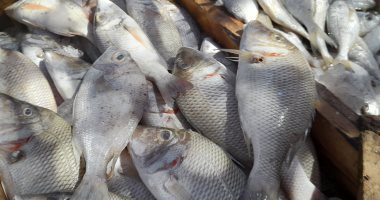 الحريت بـ 45 جنيها والشعور بـ70 والبياض بـ40.. جولة داخل حلقة السمك بالغردقة.. لايف