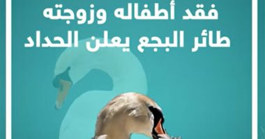 فقد أطفاله وزوجته.. طائر البجع يعلن الحداد.. فيديو