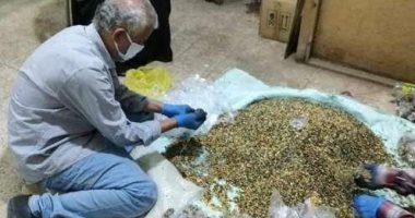 زراعة الشرقية تعلن انطلاق فعاليات الحملة القومية لمكافحة القوارض.. صور