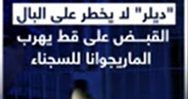 "ديلر" لا يخطر على البال.. القبض على قط يهرب الماريجوانا للسجناء "فيديو"