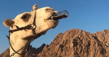 السعودية: جمل هائج يربك حركة السير فى شوارع الرياض