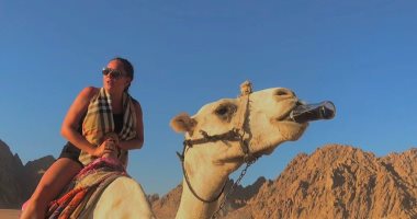 جمل سيناوى يصل العالمية.. رمضان شاب يدعم السياحة فى شرم الشيخ بـ"جمل".. "سفينة الصحراء" يسير بالسائح منفردا والمكافأة" "حاجة ساقعة".. الروس الأكثر إقبالا على امتطائه.. وصحف أجنبية تتحدث عنه وعن السياحة فى مصر