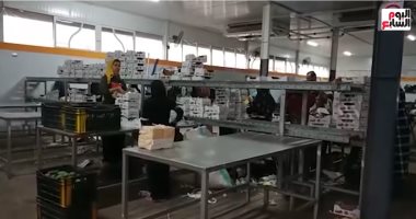 داخل محطة تصدير المانجا.. هنا النوابارية تحول المانجا المصرية لمنتج عالمى