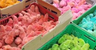 احمر واخضر و"بينك".. كتاكيت سوق السيدة عائشة تخطف الأنظار وبجنيه واحد.. لايف
