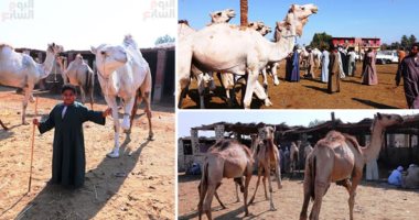 هنا سوق الجمال.. انتعاشة بيع وشراء الإبل بمدينة دراو بأسوان.. سفينة الصحراء يأتون من السودان فى رحلة تستغرق شهرين.. "العينة والباركود الأخضر" شرط سلامة دخول الجمل للأسواق.. أسعارها من 5 آلاف جنيه لـ30 ألف.. صور