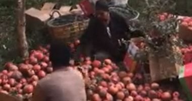 جولة فى أكبر مزارع الرمان بمصر.. مركز البداري أكبر مراكز التصدير للعالم.. لايف