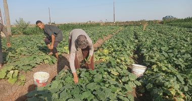 تعرف على أسعار الخضروات ..الملوخية 7 : 10 جنيهات والخيار من 5 : 7.5 جنيه