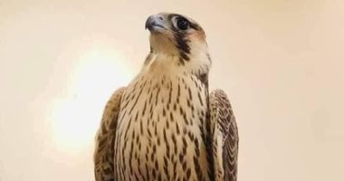 بيع صقر نادر بمزاد علنى فى ليبيا بحوالى 8 ملايين جنيه مصرى.. صور وفيديو