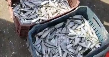 رزق البحر.. شباك الصيادين تحصد السردين على شاطئ بورسعيد.. لايف وصور 