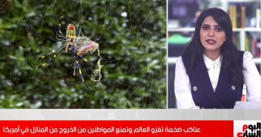 البداية من أمريكا .. عناكب عملاقة تغزو العالم  (فيديو)