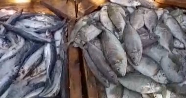 الخرمان بـ35 جنيها والمرجان بـ80.. جولة داخل حلقة سمك الغردقة ..لايف