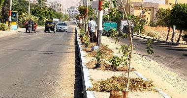 زراعة 650 شجرة بشوارع حى الكوثر فى سوهاج .. صور
