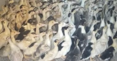 توزيع 42 ألفا و660 طائرا حتى الآن بمشروع تربية البط بمراكز ومدن محافظة البحيرة