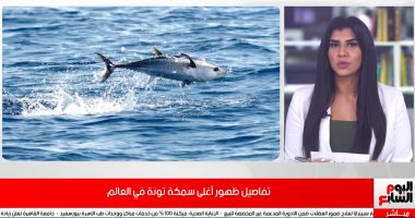 فيديو.. ظهور أغلى سمكة تونة فى العالم ..سعرها يصل 2.5 مليون جنيه إسترلينى
