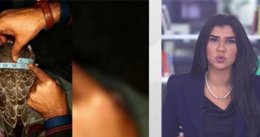حكاية الصقر أبو 7 ملايين جنيه.. مميزاته إيه وليه اشتروه بالمبلغ ده؟!