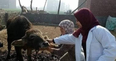 علاج 4147 رأس ماشية خلال حملات بيطرية مكثفة بالبحيرة