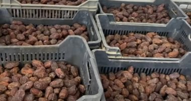 عاشق البلح المجدول: أمريكا نقلت زراعته من المغرب ونتوسع فى إنتاجه بجنوب سيناء