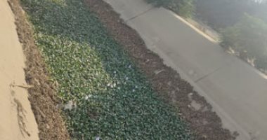 أهالى شبين القناطر بالقليوبية يطالبون بتطهير الترعة.. والمحافظ يرد