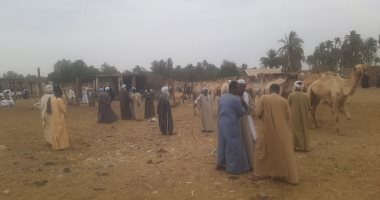 "اليوم السابع" داخل سوق الجمال بأسوان.. تعرف على حركة البيع والشراء.. صور