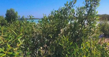 غابات المانجروف بمحمية نبق مقصد سياحى.. طول الشجرة يصل لـ 5 أمتار .. جذورها تتغذى على مياه البحر وأوراقها تلفظ ملوحتها.. تخصيص منصات وممرات للوصل إليها.. وعشاقها يتوافدون لرؤيتها من كل أنحاء العالم.. صور