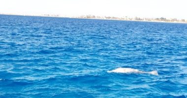 "محميات البحر الأحمر" تمشط شواطئ شمال سفاجا للبحث عن حيوان عروس البحر النافق.. صور
