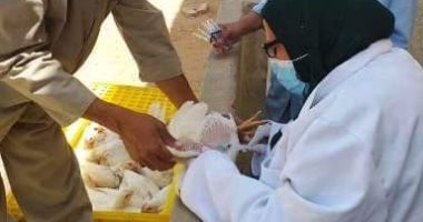 تحصين 145 ألف طائر ضد أنفلونزا الطيور وعقد 235 ندوة إرشادية بالشرقية